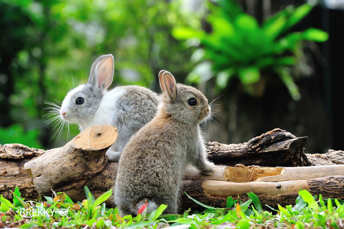 Zwei junge Kaninchen auf Holzstamm