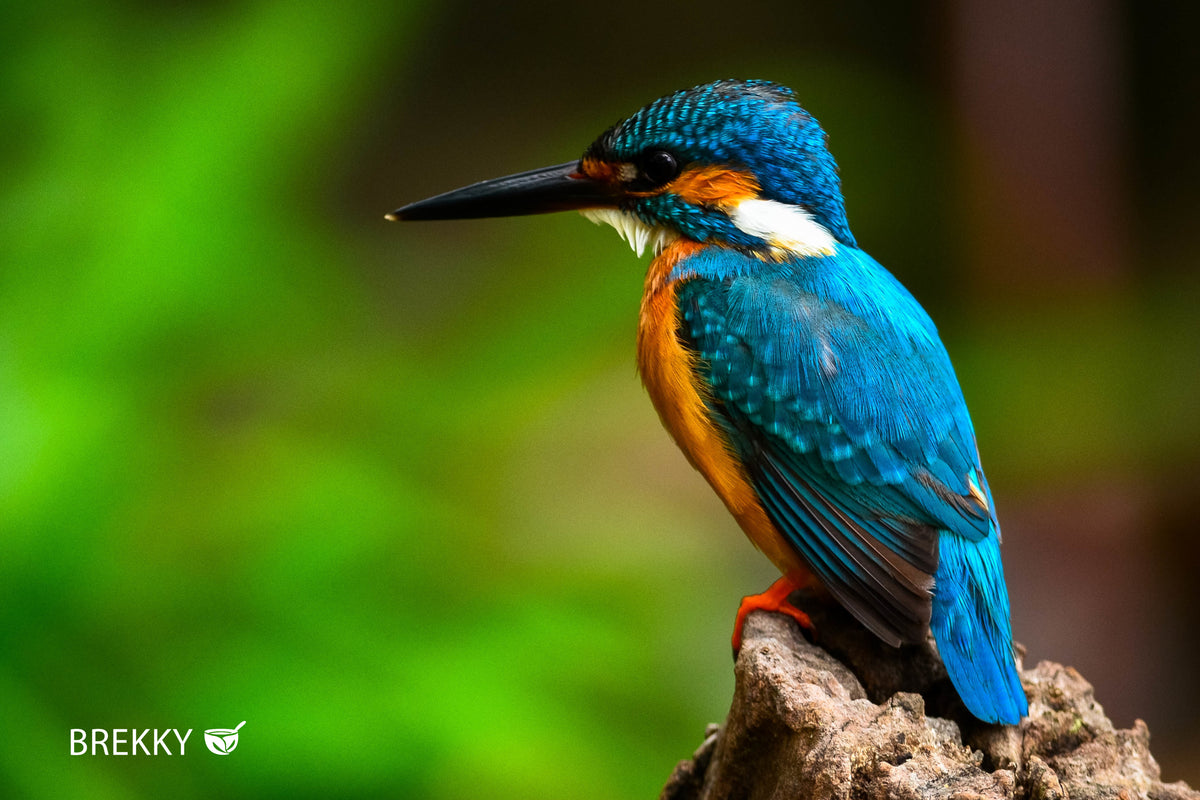 Eisvogel sitzt auf einem Ast